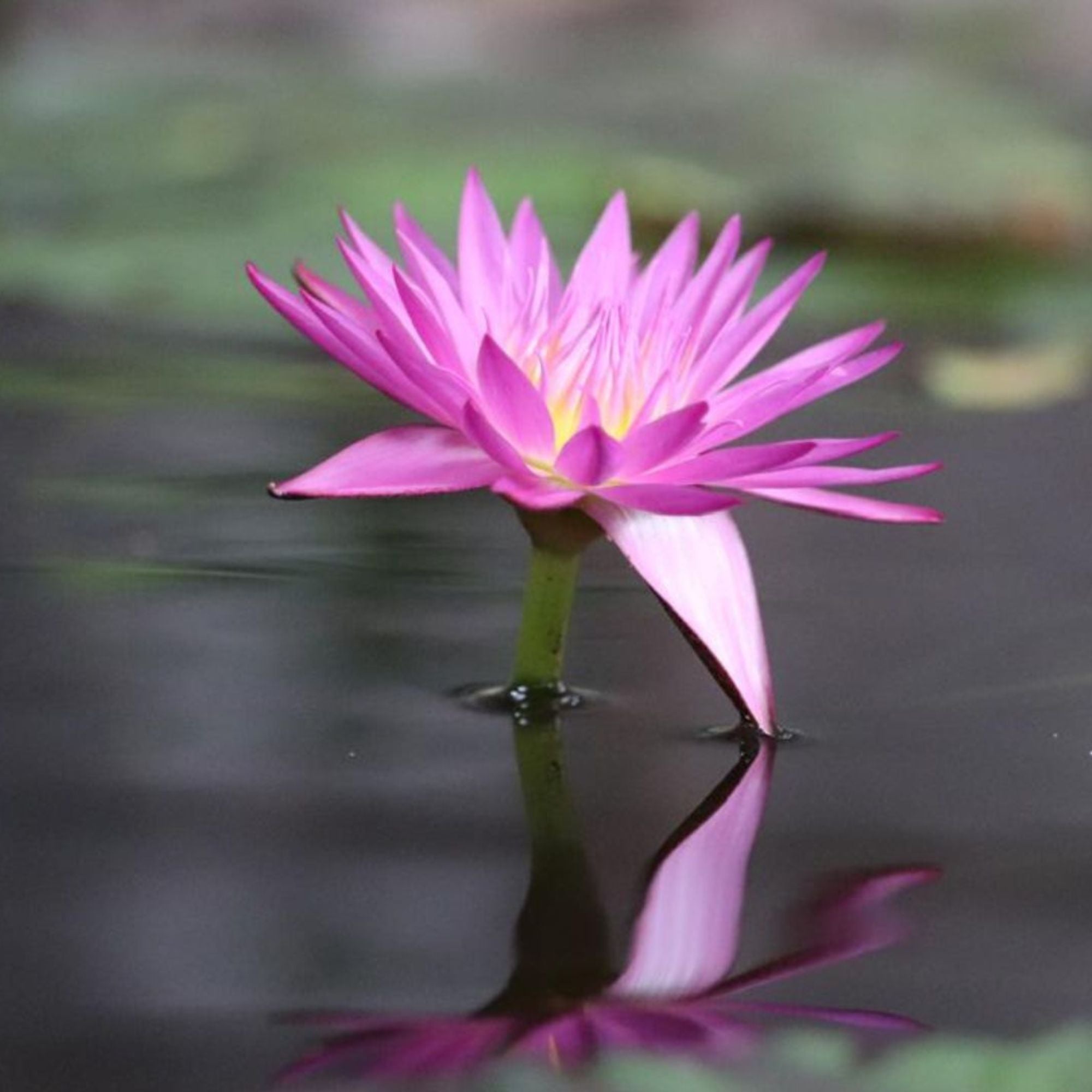 Pause. Reflect. Reset.